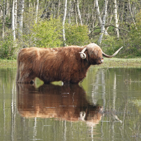 Schotse Hooglander in ven in Noordhollands Duinreservaat