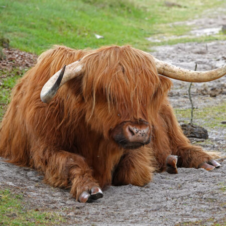 Schotse hooglander