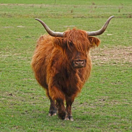Schotse hooglander (Drentsche Aa)