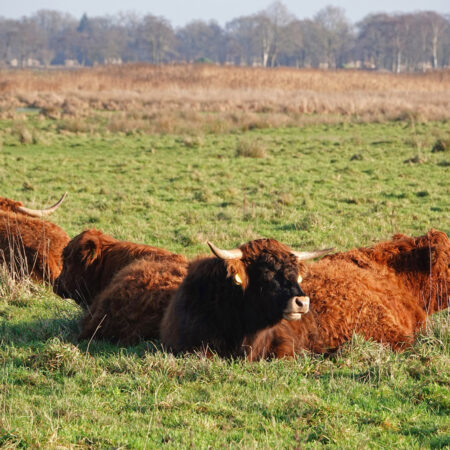 Schotse hooglanders (Onlanden)