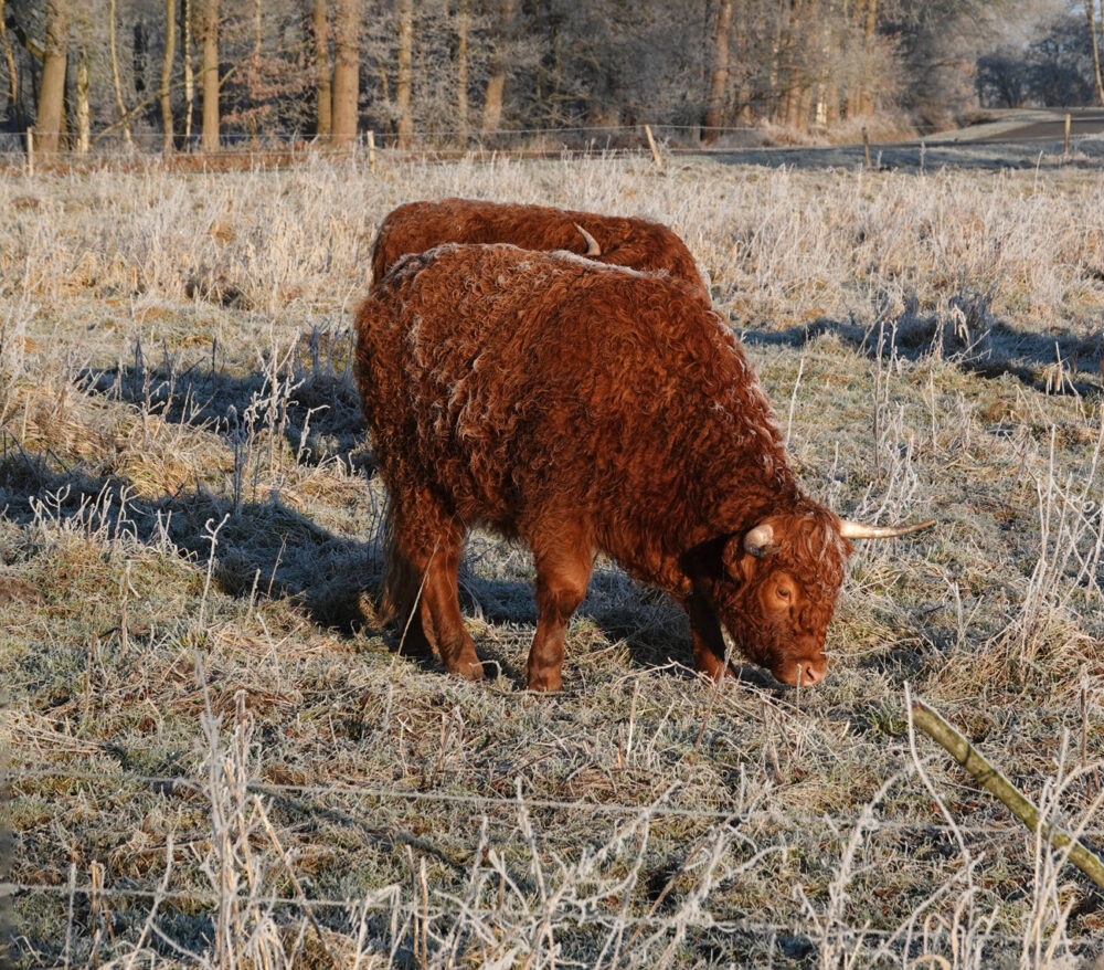 Schotse hooglanders in de rijp