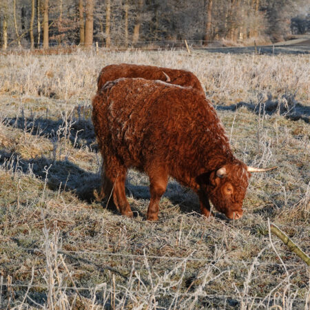 Schotse hooglanders in de rijp