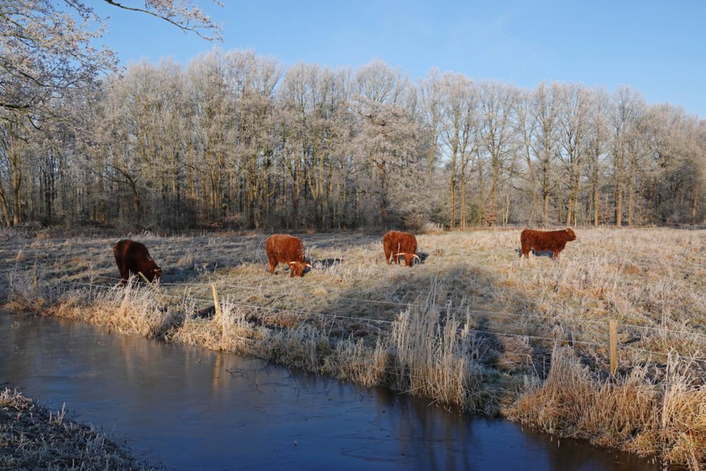 Schotse hooglanders langs Eelderdiep gedeelte (Onlanden)