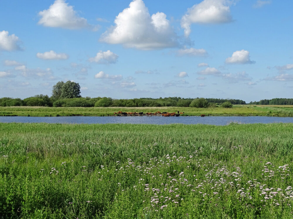 Schotse hooglanders op Zoutkamperplaat (Kollumerwaard)