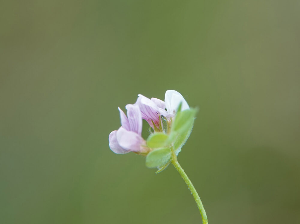 Serradelle