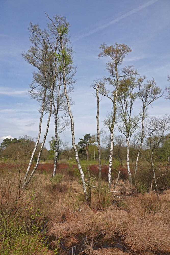 Siepelveen (Zeegse Duinen)