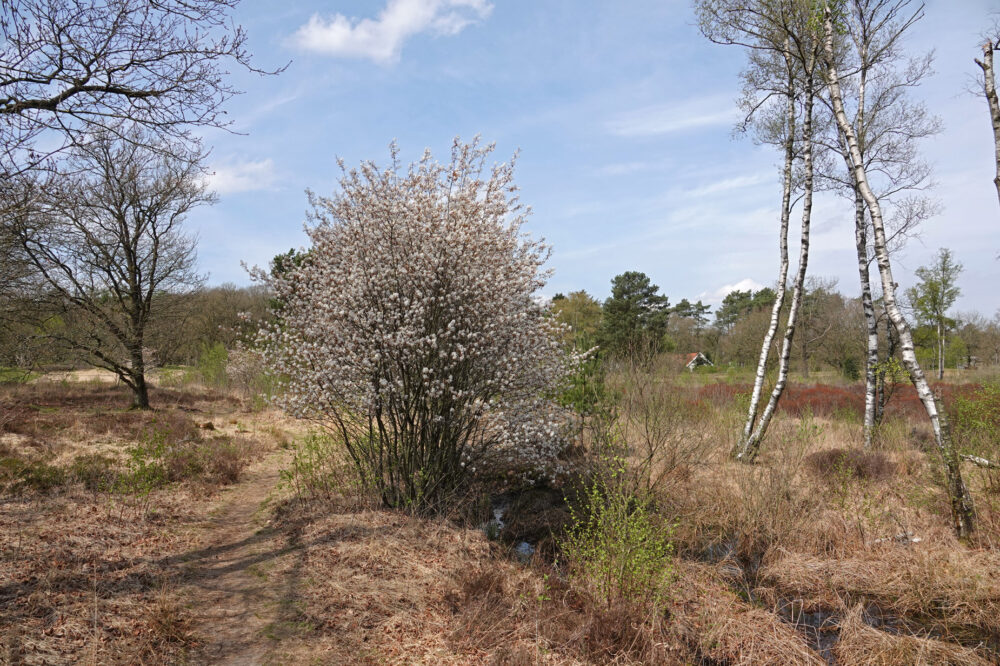 Siepelveen (Zeegse Duinen)