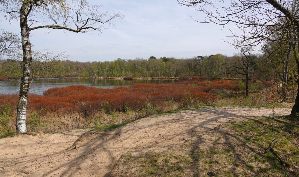 Siepelveen (Zeegse Duinen)