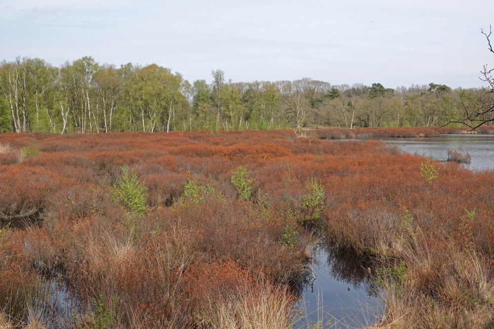 Siepelveen (Zeegse Duinen)