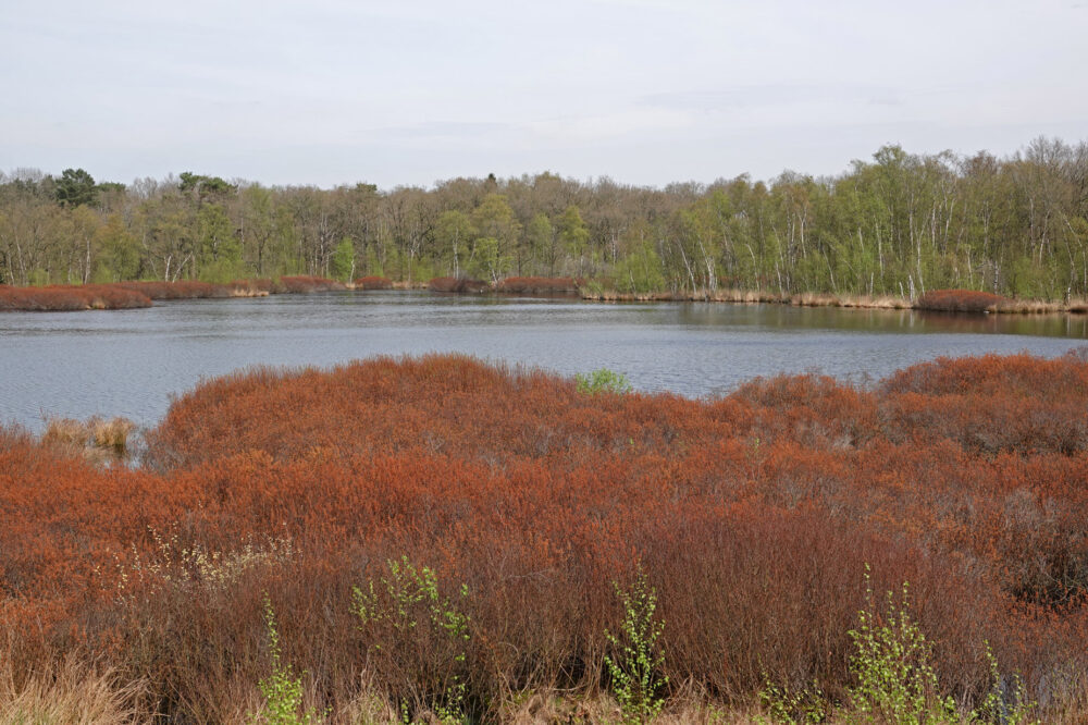 Siepelveen (Zeegse Duinen)