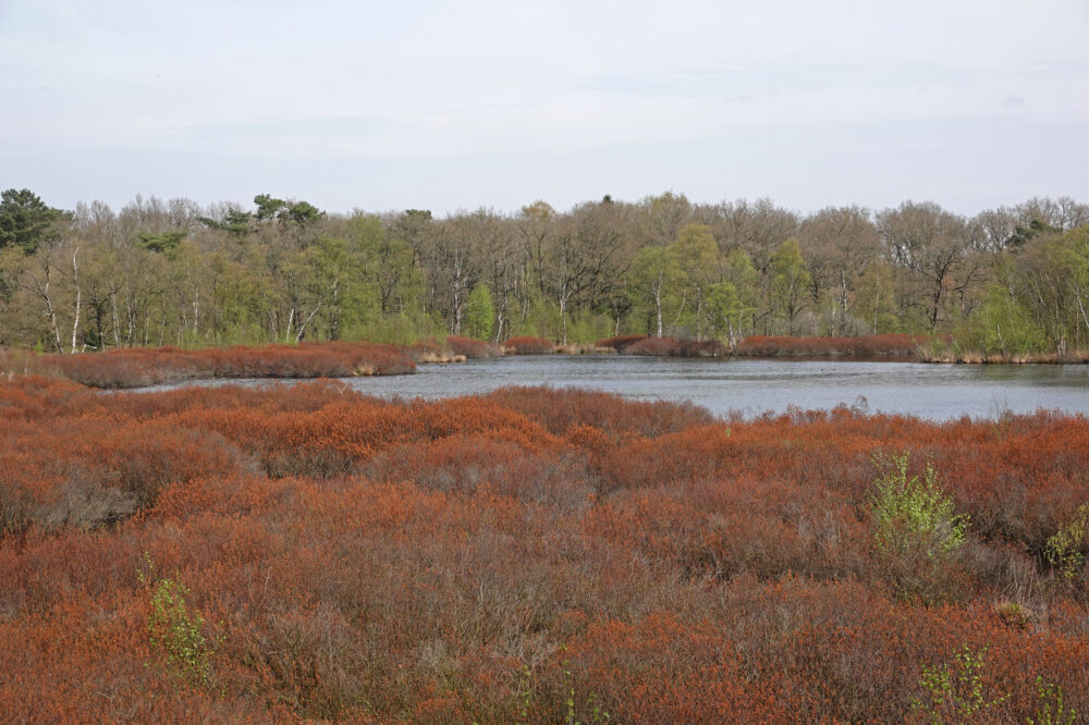 Siepelveen (Zeegse Duinen)