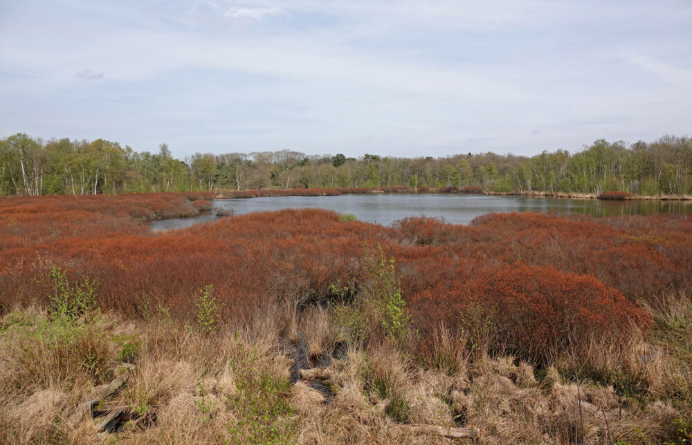 Siepelveen (Zeegse Duinen)