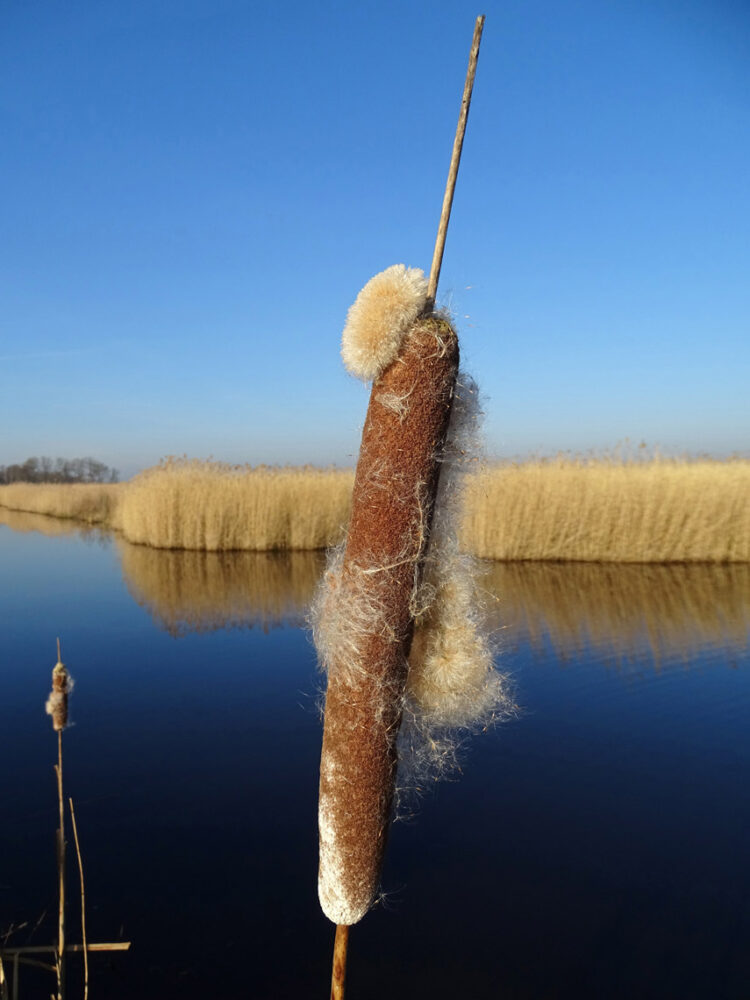 Sigaar in riet Matslootgebied (Onlanden)