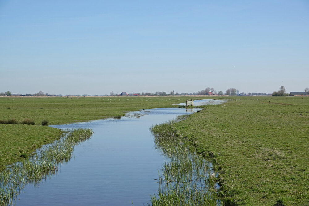 Skrok in het voorjaar