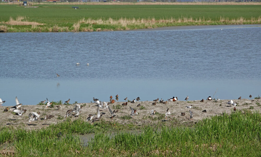 Skrok in het voorjaar