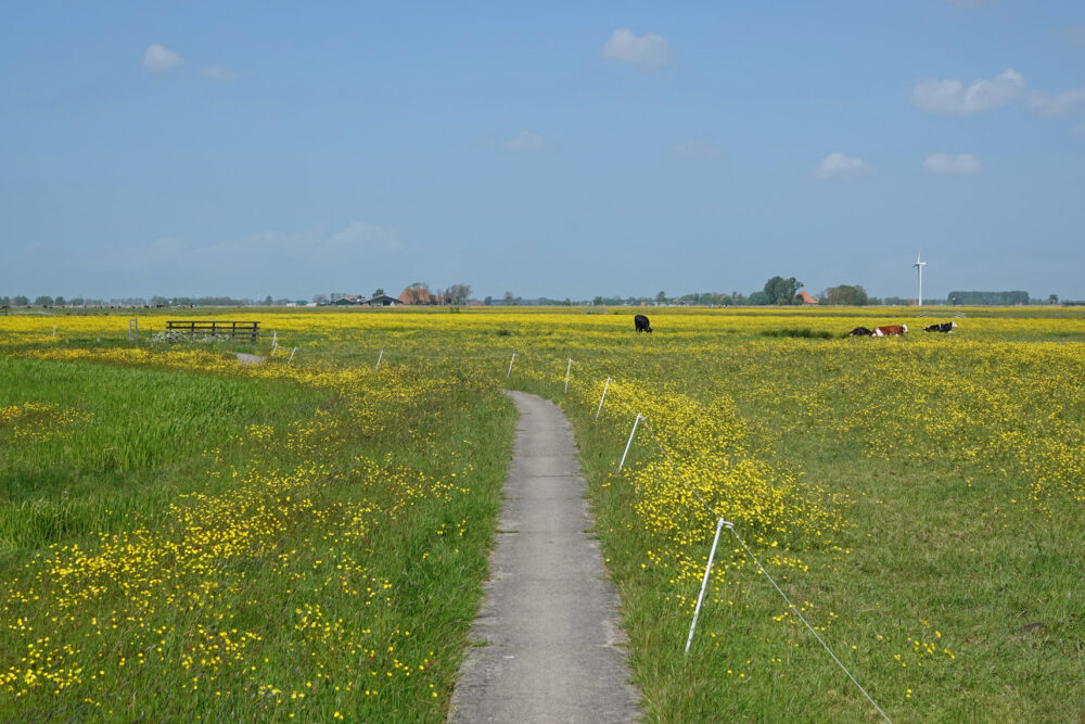 Skrok in het voorjaar