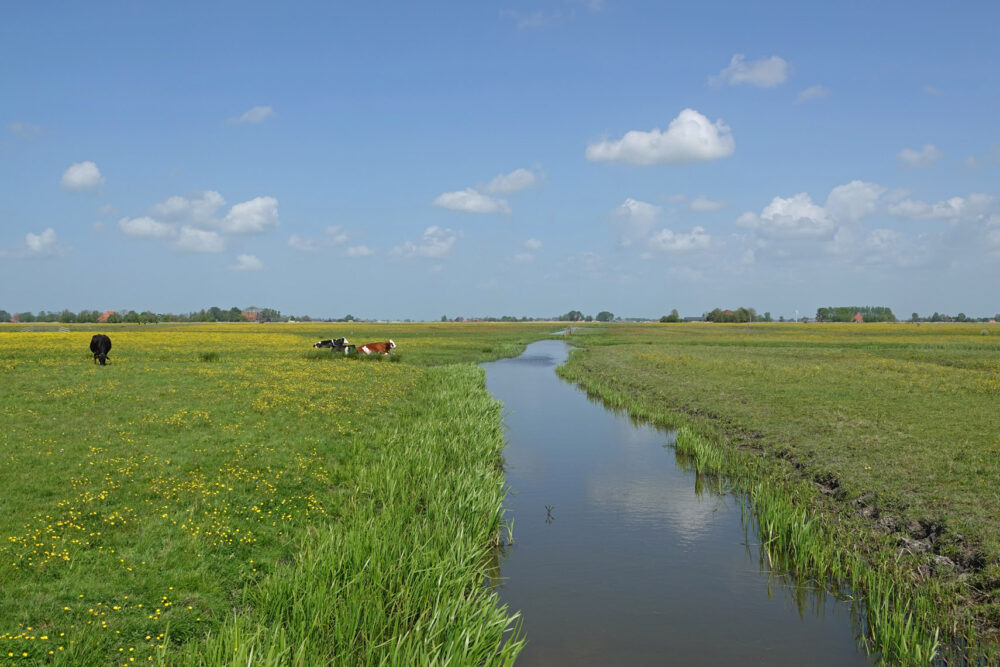 Skrok in het voorjaar