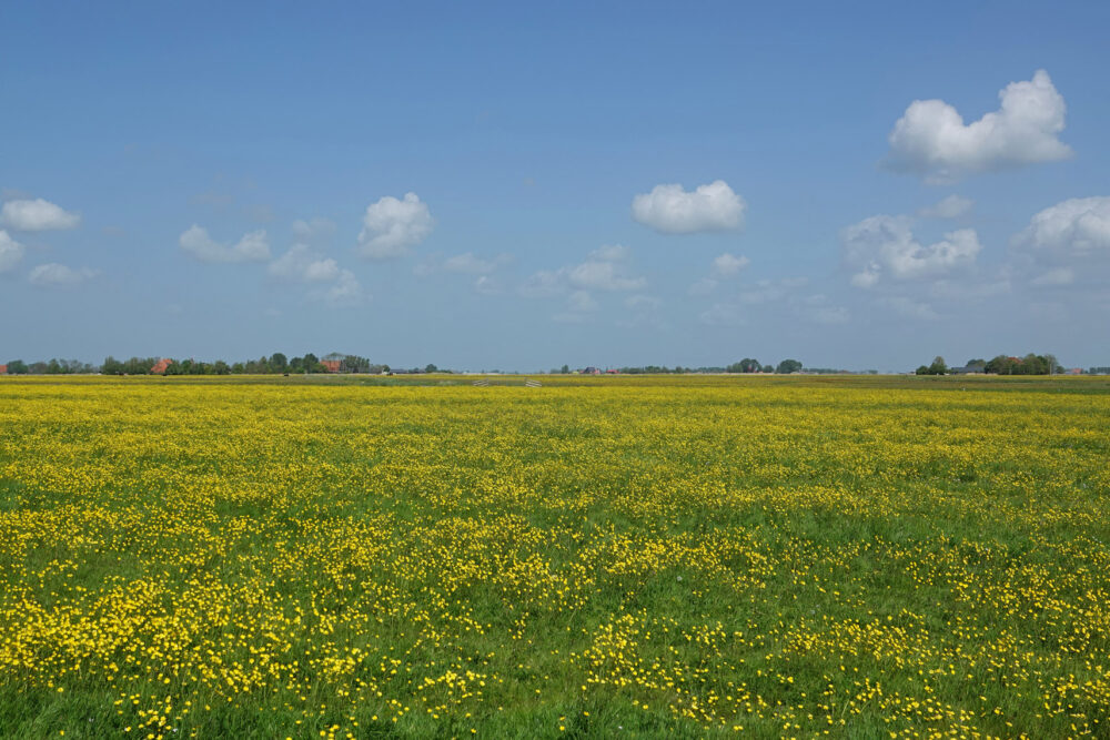 Skrok in het voorjaar