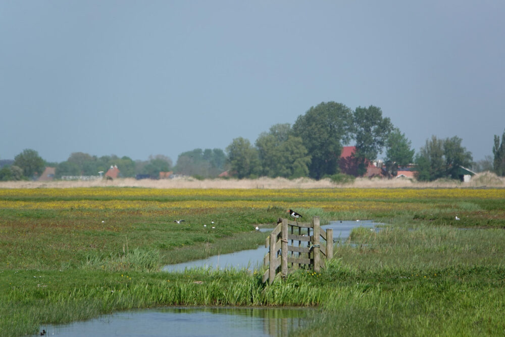 Skrok in het voorjaar