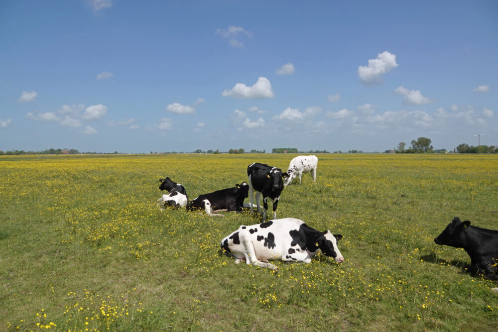 Skrok in het voorjaar