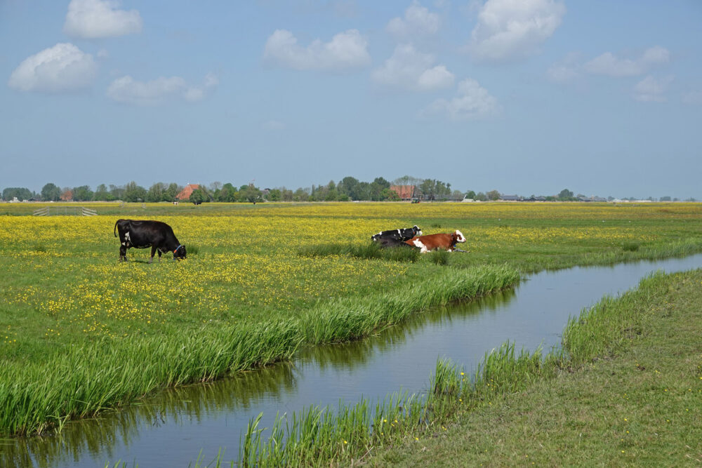 Skrok in het voorjaar