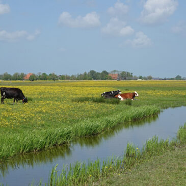 Skrok (Friesland)