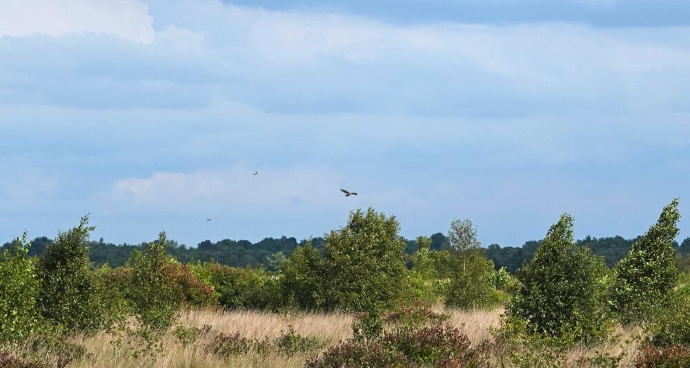 Slangenarenden boven Fochteloërveen