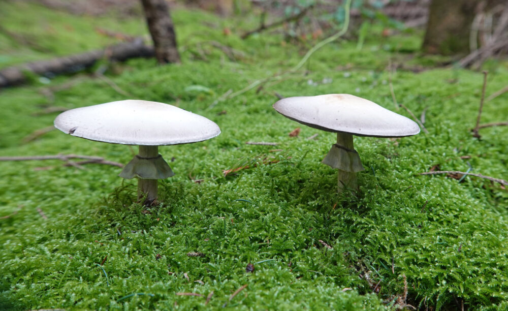 Slanke anijschampignon