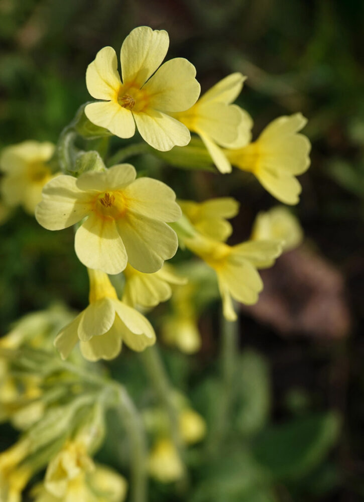 Slanke sleutelbloem (Lieversche Diep)