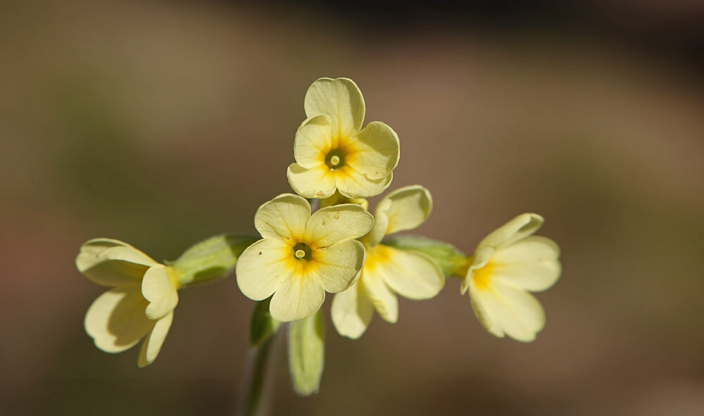 Slanke sleutelbloem