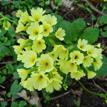 Slanke sleutelbloem
