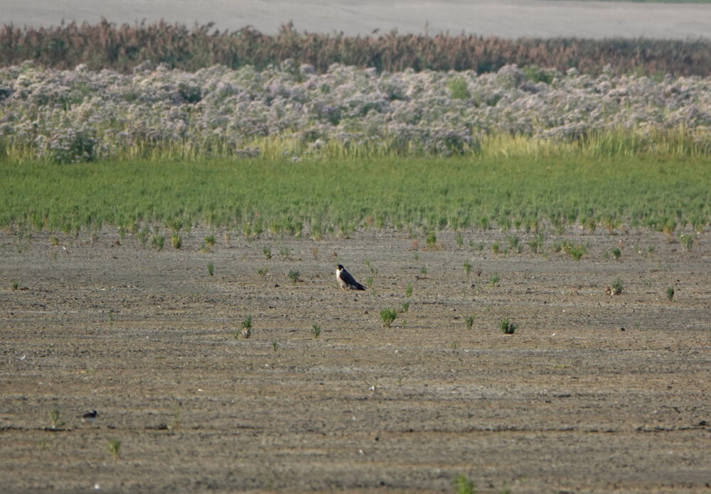 Slechtvalk op het wad