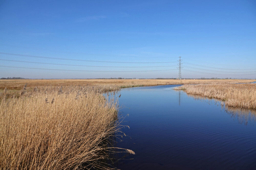 Slenk door rietkragen in Matsloot