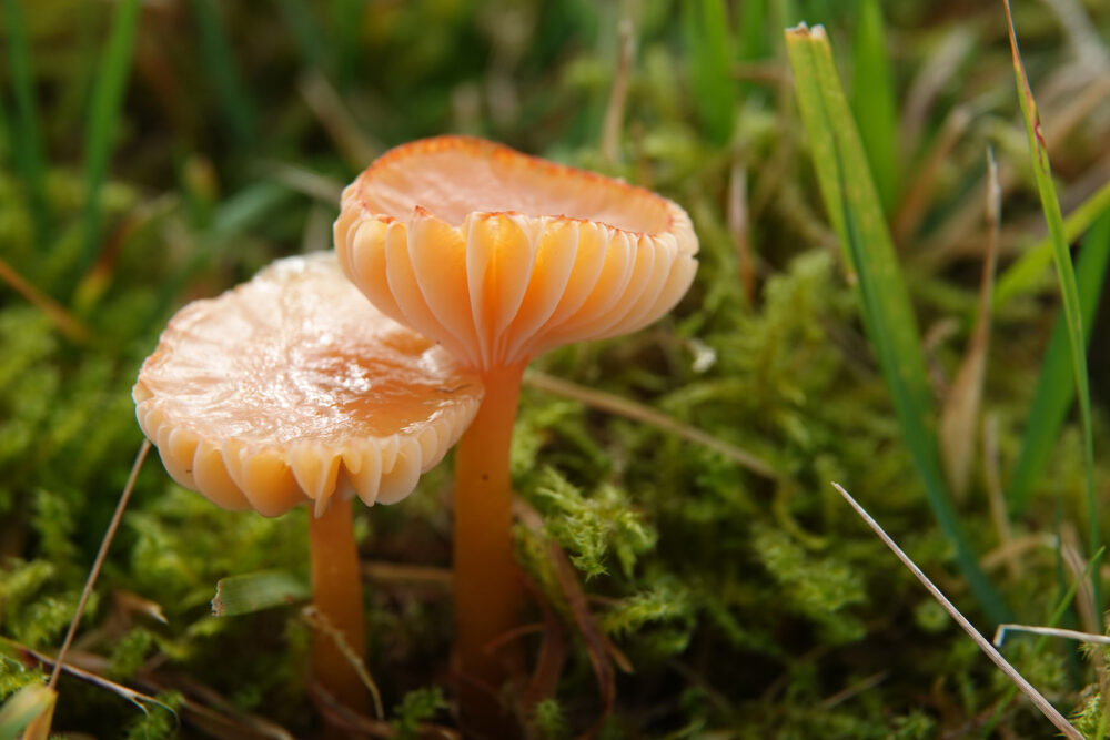 Slijmwasplaat (De Houtwiel)