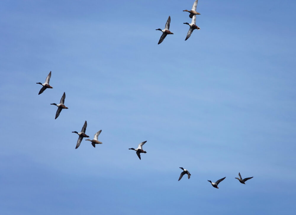 Slobeenden In De Lucht