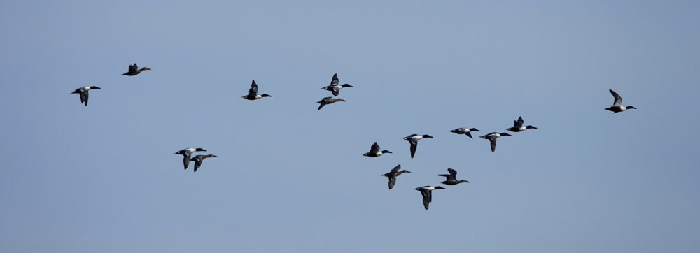 Slobeenden In De Lucht