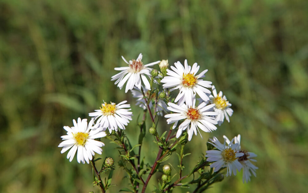 Smalle aster