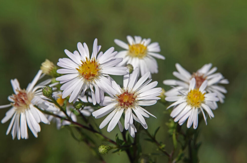 Smalle aster