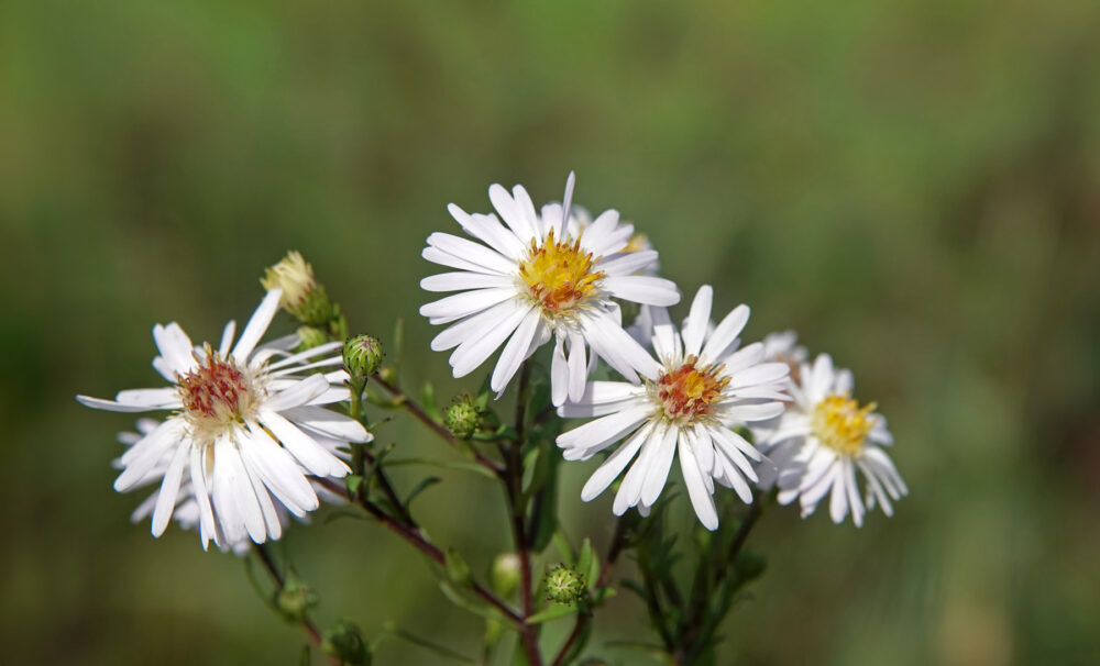 Smalle aster