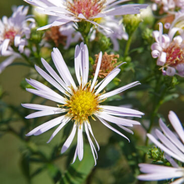 Smalle aster