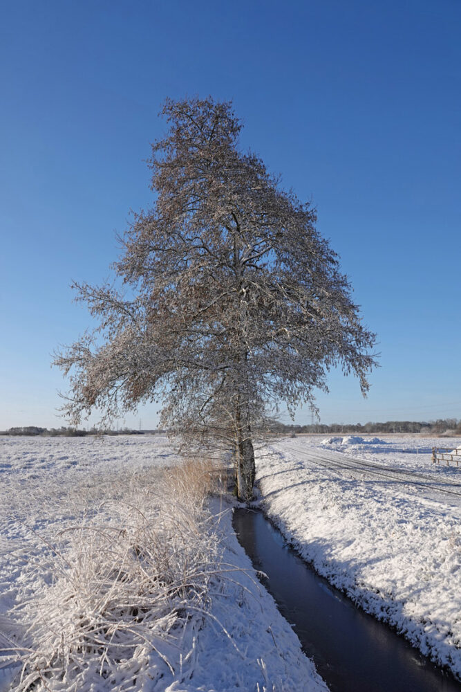 Sneeuw in Weeringsbroeken (Onlanden)