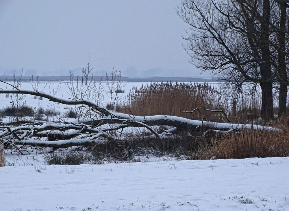 Sneeuw langs Eelderdiep gedeelte (Onlanden)