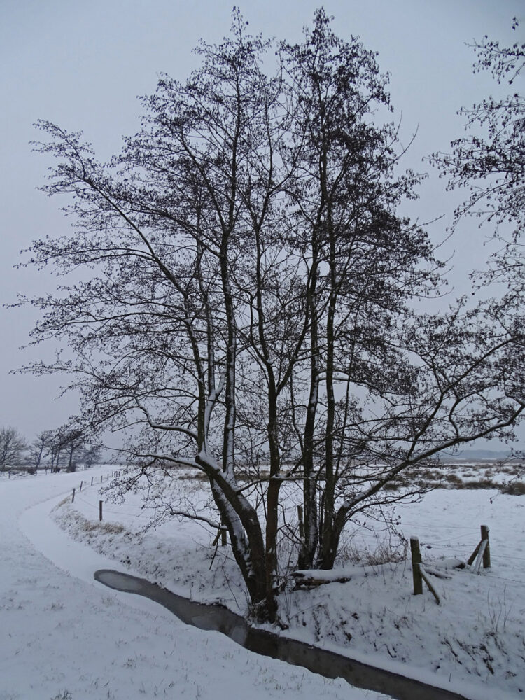 Sneeuw langs Eelderdiep gedeelte (Onlanden)