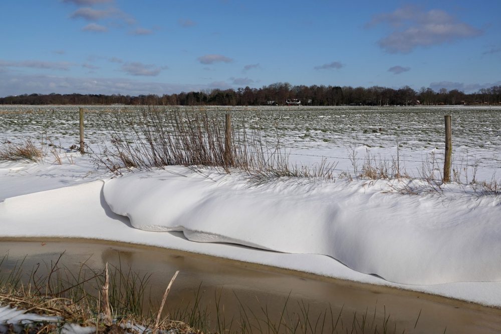 Sneeuwduinen in sloot (Onlanden) (2)