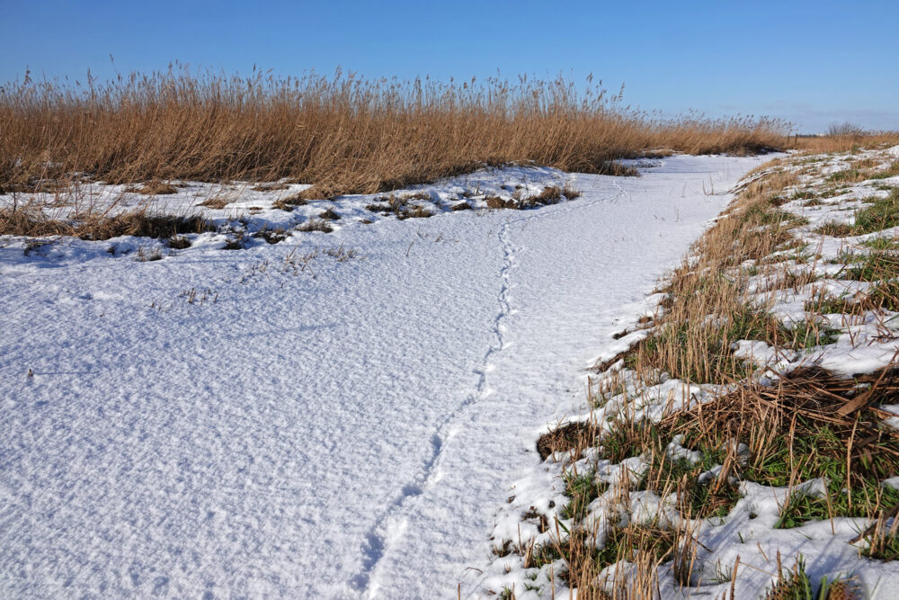 Sneeuwspoor van hermelijn (wezel) in de Onlanden