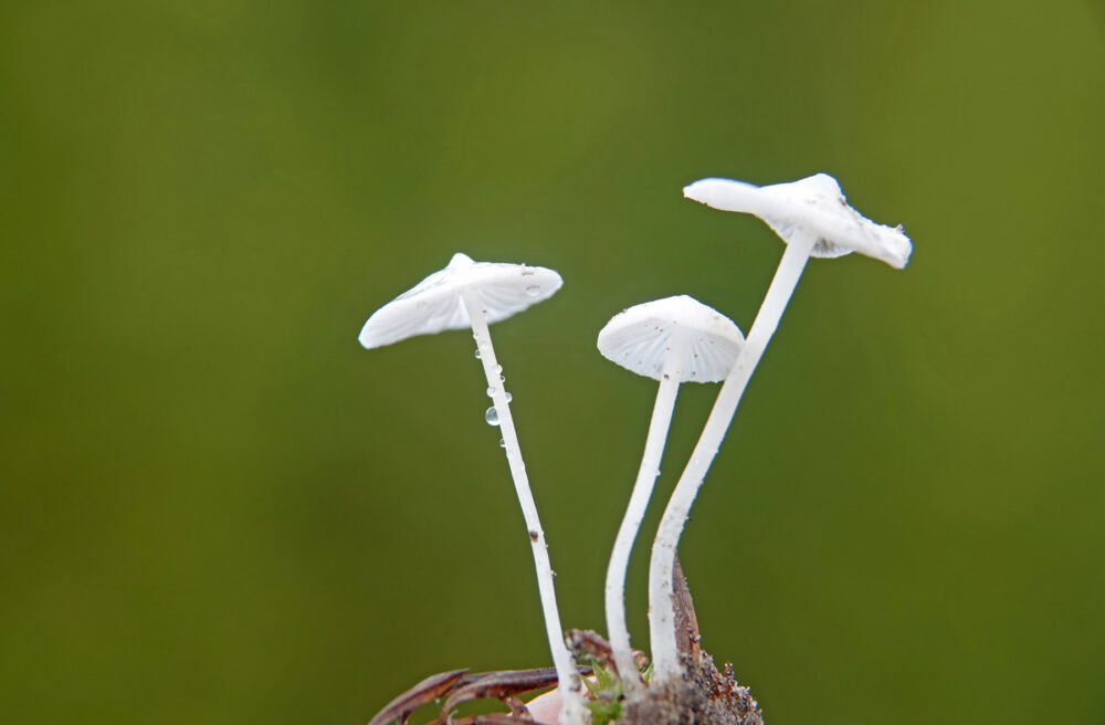 Sneeuwwitte mycena