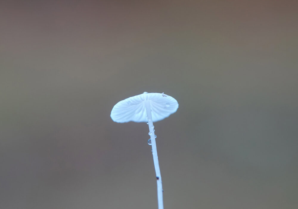 Sneeuwwitte mycena