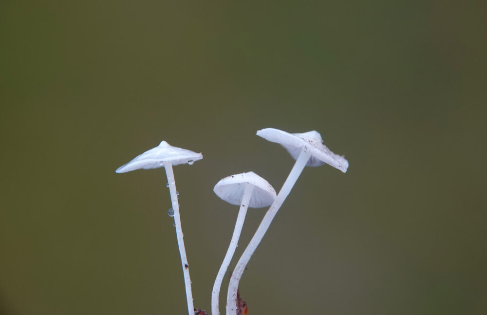Sneeuwwitte mycena
