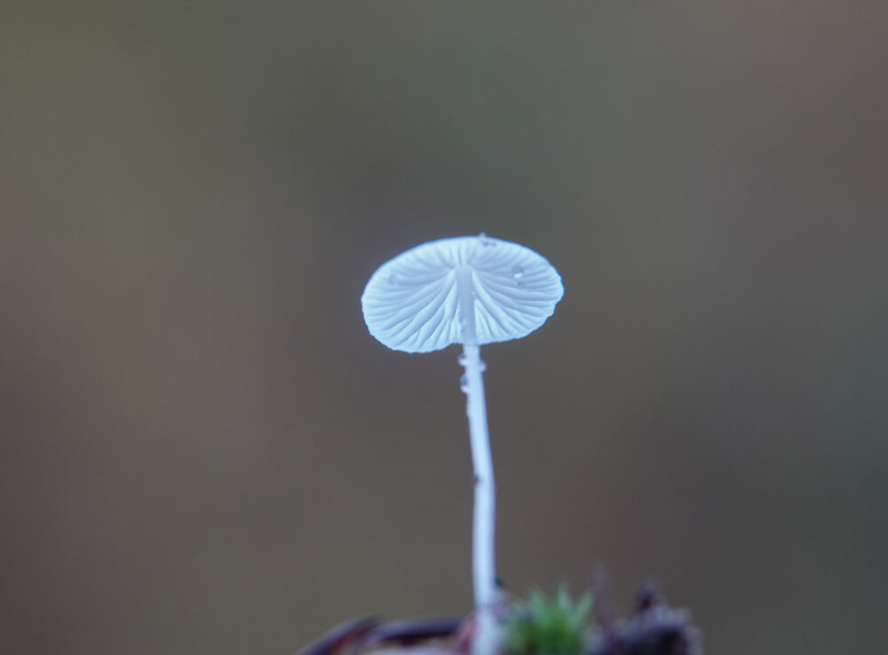 Sneeuwwitte mycena