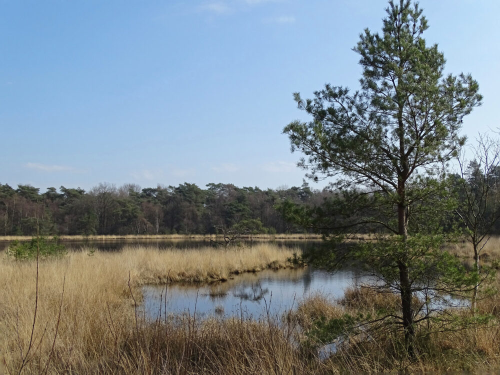 Snoekveen (NP Drents-Friese Wold)